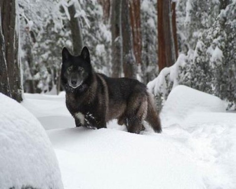 alaskan_tundra_wolf_1